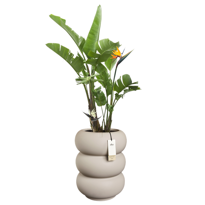 amber roll high 43cm balanced beige